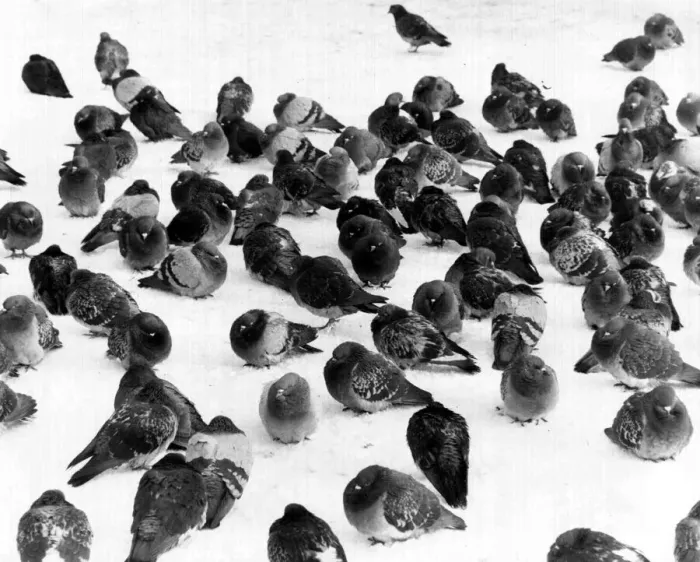Framed Print : Pigeons in the snow. Jan 10th 1981 P044345
