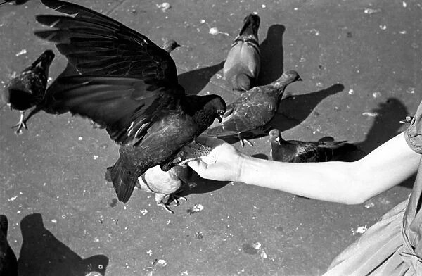 Pigeons in Trafalgar Square. January 1939 OL307J-005