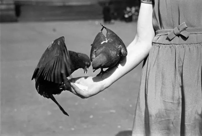 Framed Print : Pigeons in Trafalgar Square. January 1939 OL307J-007 Framed Print : Pigeons in Trafalgar Square. January 1939 OL307J-007
