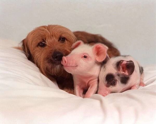Piglet and Dog