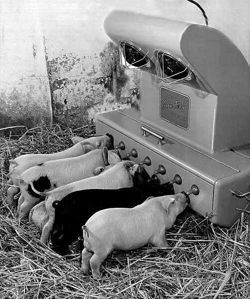 Piglet feeder, invented by Mr. Perry, a farmer. The young pigs suck milk through tents