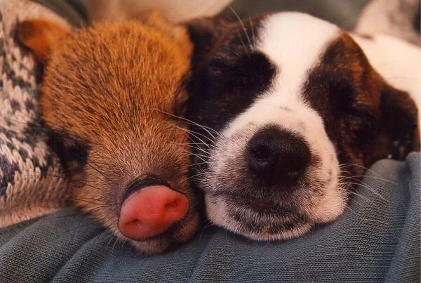 Piglet the Peccary sleeps with Swifty a 6 week old Jack Russell terrier