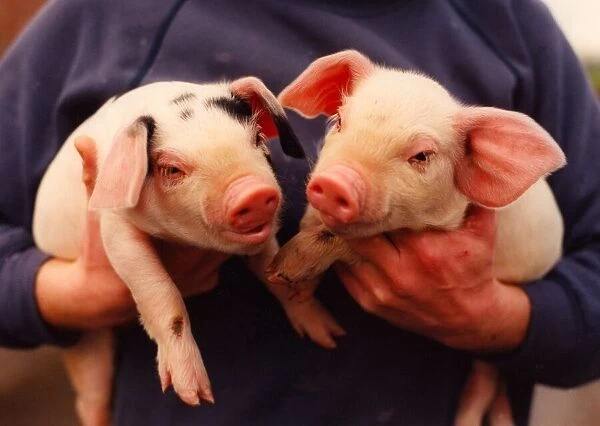 Two piglets being carried