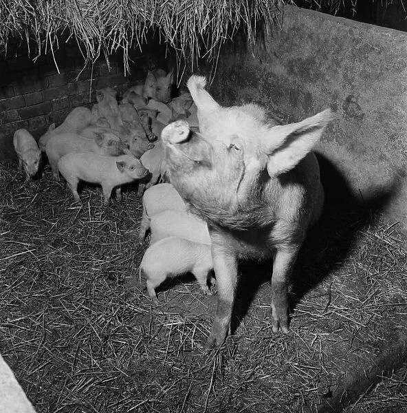 Piglets feeding from their mother. February 1953 D645-001