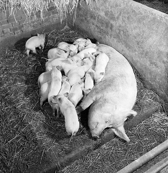 Piglets feeding from their mother. February 1953 D645-002