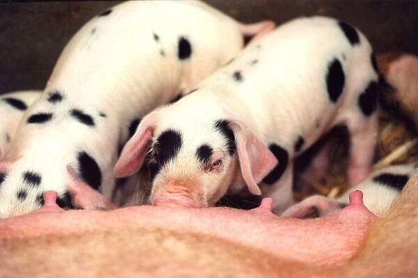 Some piglets at feeding time