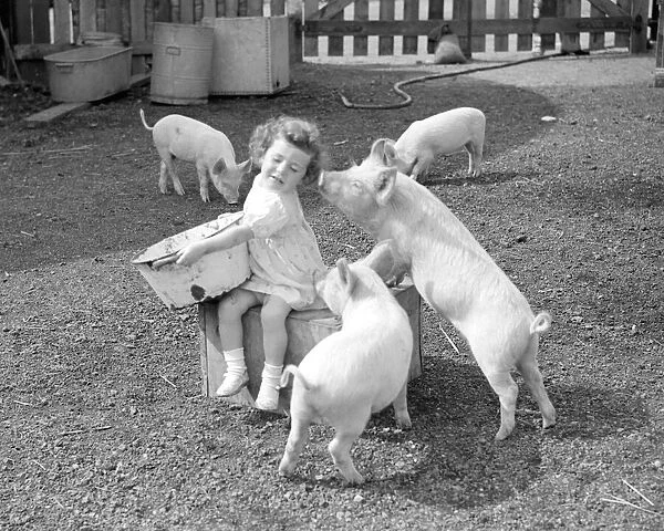 Piglets gather around a little girl holding a pigs swill tub at the Beckenham Piggery