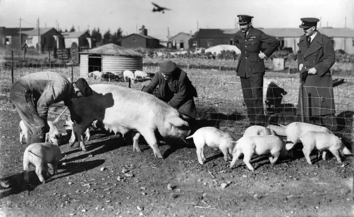 Framed Print : Pigs at an air station during the war. November 1941