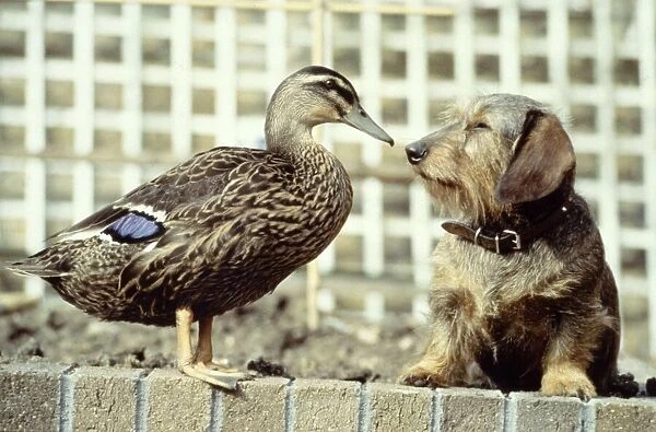 Ping the mallard duck with her friend Bramble the wire-haired dachshund owned by Mrs