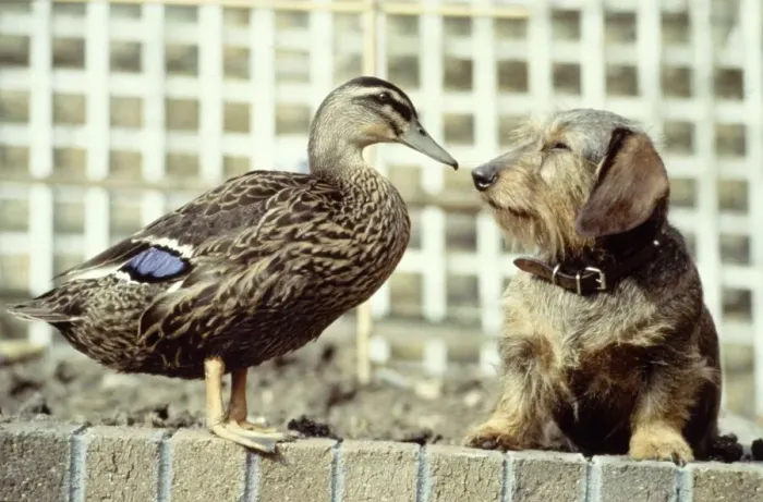 Framed Print : Ping the mallard duck with her friend Bramble the wire-haired dachshund owned by Mrs
