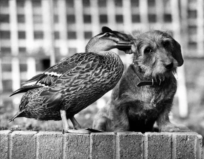 Framed Print : Ping the Mallard Duck gently nuzzles her pal Bramble, a wire haired Dachshund at their
