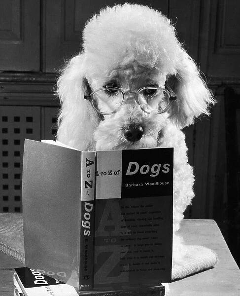 Ping Pong the poodle, studying the contents of the A-Z of Dogs