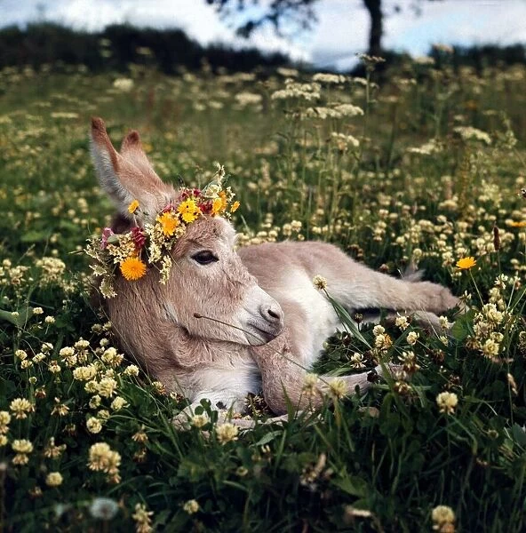 Pink Rebecca, a rare donkey foal, wearing her chaplet of flowers July 1969