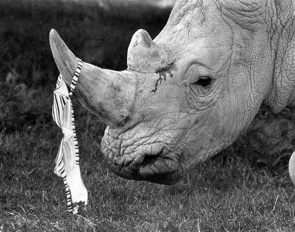 Pinky, the leader of the group of Rhinos at Longleat seen here with his trophy a