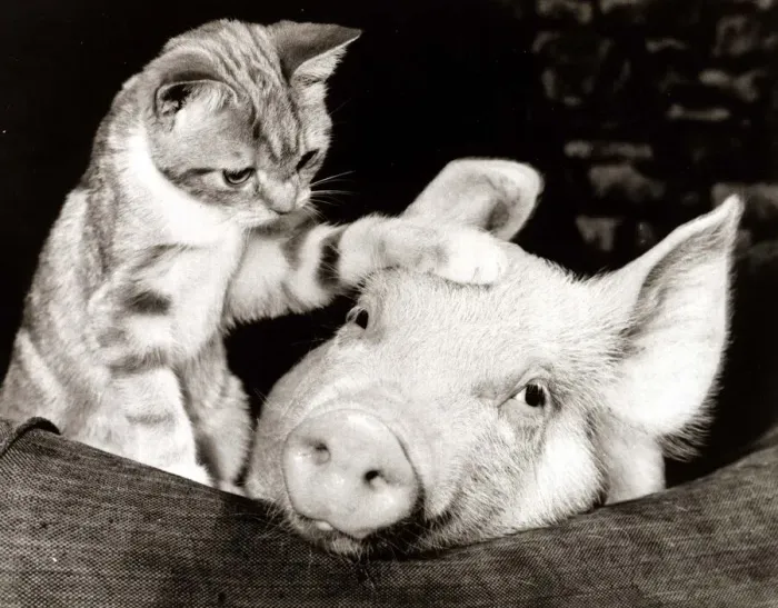 Framed Print : Pinky the pig playing with Fluff the kitten after shooting a television commercial Framed Print : Pinky the pig playing with Fluff the kitten after shooting a television commercial