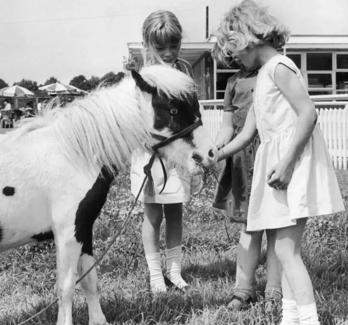 Framed Print : Pinocchio three years old and 29in high is one of the smallest ponies in the country Framed Print : Pinocchio three years old and 29in high is one of the smallest ponies in the country