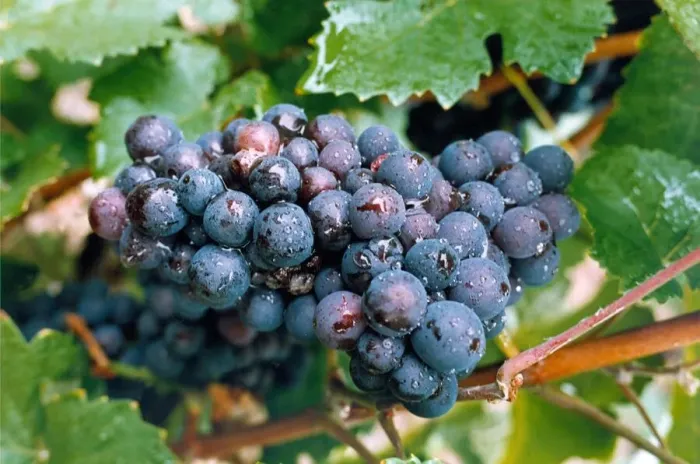 Framed Print : The Pinot Noir grape in the Pol Roger vinyards at Epernay Framed Print : The Pinot Noir grape in the Pol Roger vinyards at Epernay