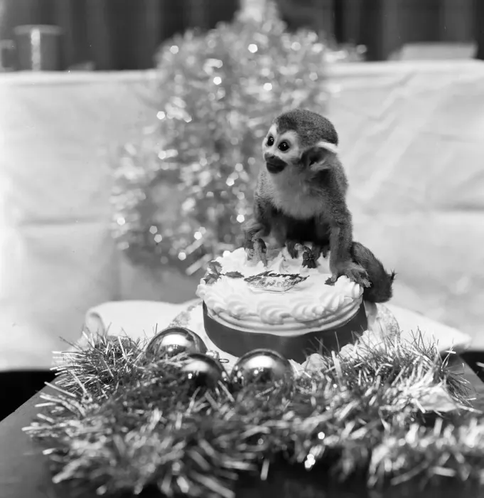 Framed Print : Pip the Squirrel Monkey, Chester Zoo, December 1978. Enjoys his first Christmas Framed Print : Pip the Squirrel Monkey, Chester Zoo, December 1978. Enjoys his first Christmas
