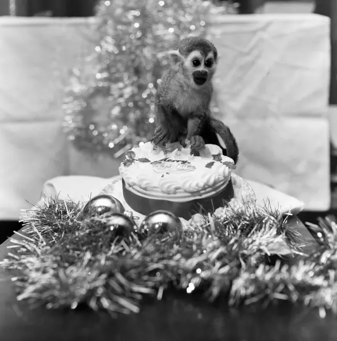 Framed Print : Pip the Squirrel Monkey, Chester Zoo, December 1978. Enjoys his first Christmas Framed Print : Pip the Squirrel Monkey, Chester Zoo, December 1978. Enjoys his first Christmas