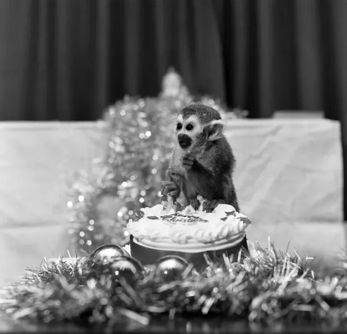 Framed Print : Pip the Squirrel Monkey, Chester Zoo, December 1978. Enjoys his first Christmas