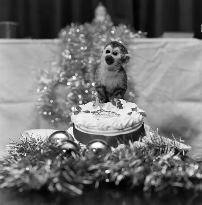 Framed Print : Pip the Squirrel Monkey, Chester Zoo, December 1978. Enjoys his first Christmas