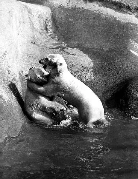 Pipaluk, the London Zoos cuddly little polar bear cub of last year has grown up fast