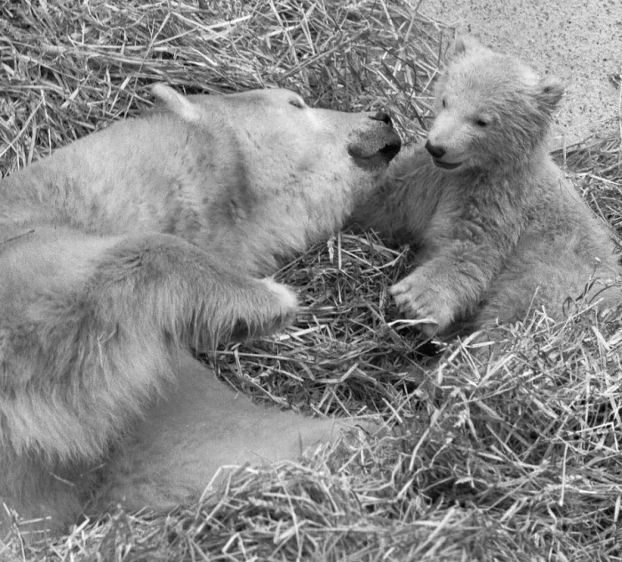 Framed Print : Pipaluk the polar bear cub ventures out of his private den on to the Mappin Terraces Framed Print : Pipaluk the polar bear cub ventures out of his private den on to the Mappin Terraces