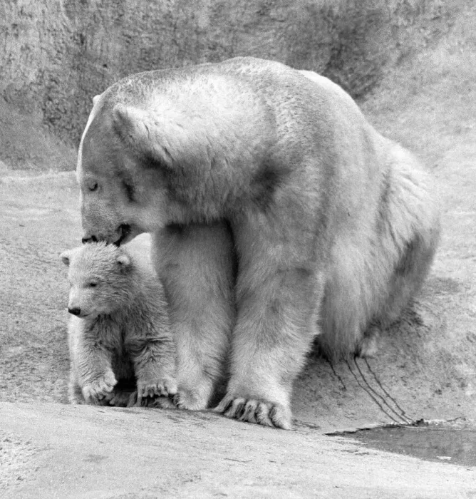 Framed Print : Pipaluk the polar bear cub ventures out of his private den on to the Mappin Terraces Framed Print : Pipaluk the polar bear cub ventures out of his private den on to the Mappin Terraces