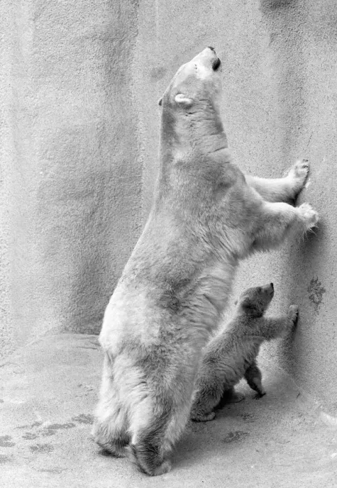 Framed Print : Pipaluk the polar bear cub ventures out of his private den on to the Mappin Terraces Framed Print : Pipaluk the polar bear cub ventures out of his private den on to the Mappin Terraces
