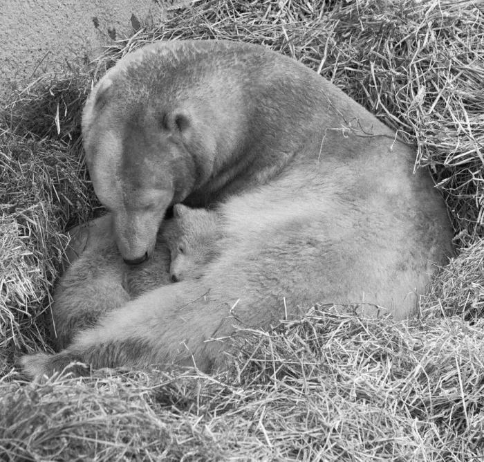 Framed Print : Pipaluk the polar bear cub ventures out of his private den on to the Mappin Terraces Framed Print : Pipaluk the polar bear cub ventures out of his private den on to the Mappin Terraces