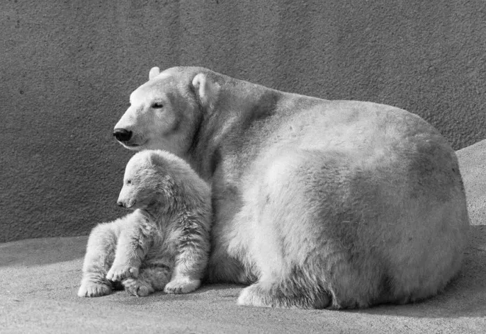 Framed Print : Pipaluk the polar bear cub ventures out of his private den on to the Mappin Terraces Framed Print : Pipaluk the polar bear cub ventures out of his private den on to the Mappin Terraces