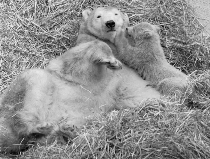 Framed Print : Pipaluk the polar bear cub ventures out of his private den on to the Mappin Terraces Framed Print : Pipaluk the polar bear cub ventures out of his private den on to the Mappin Terraces