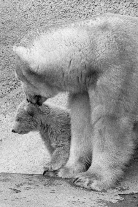 Framed Print : Pipaluk the polar bear cub ventures out of his private den on to the Mappin Terraces Framed Print : Pipaluk the polar bear cub ventures out of his private den on to the Mappin Terraces
