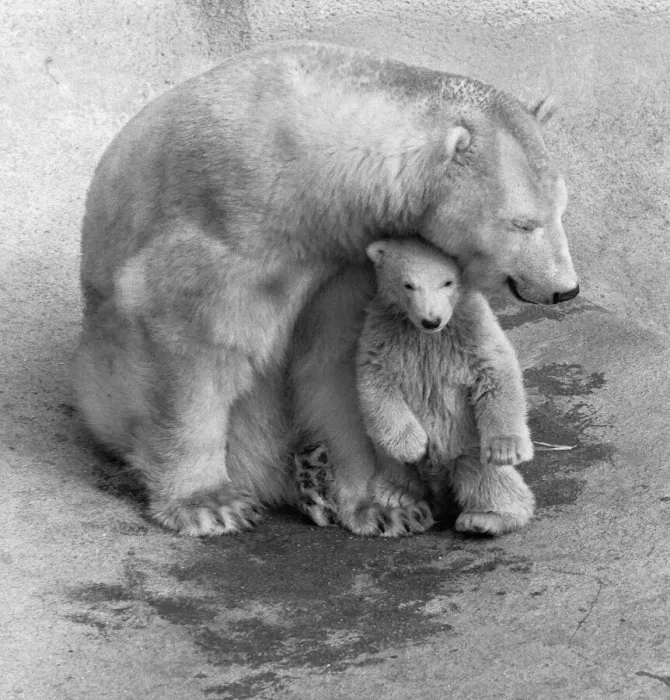 Framed Print : Pipaluk the polar bear cub ventures out of his private den on to the Mappin Terraces Framed Print : Pipaluk the polar bear cub ventures out of his private den on to the Mappin Terraces
