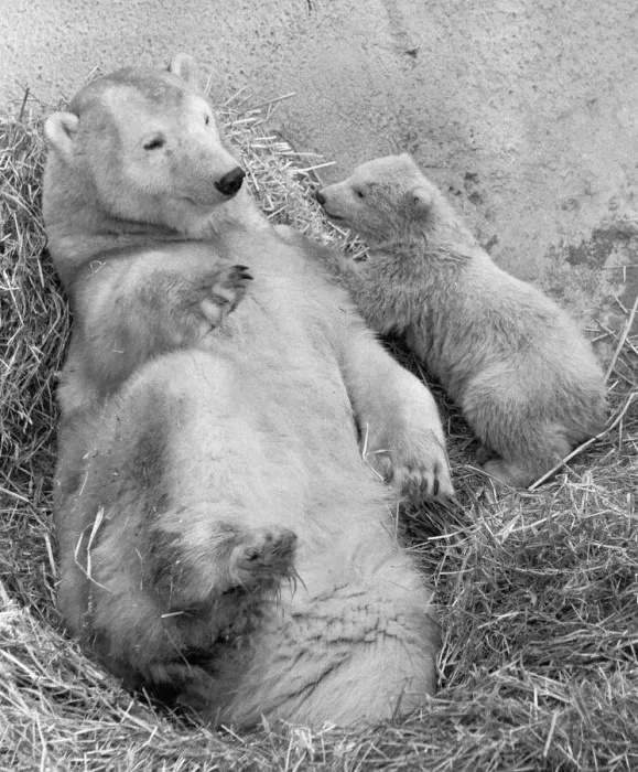 Framed Print : Pipaluk the polar bear cub ventures out of his private den on to the Mappin Terraces Framed Print : Pipaluk the polar bear cub ventures out of his private den on to the Mappin Terraces