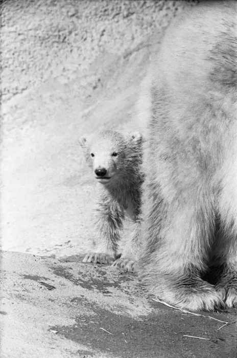 Framed Print : Pipaluk the polar bear cub ventures out of his private den on to the Mappin Terraces Framed Print : Pipaluk the polar bear cub ventures out of his private den on to the Mappin Terraces