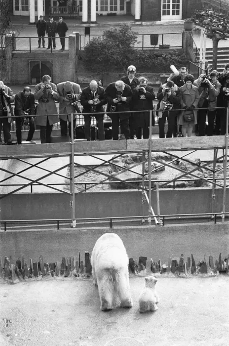 Framed Print : Pipaluk the polar bear cub ventures out of his private den on to the Mappin Terraces Framed Print : Pipaluk the polar bear cub ventures out of his private den on to the Mappin Terraces