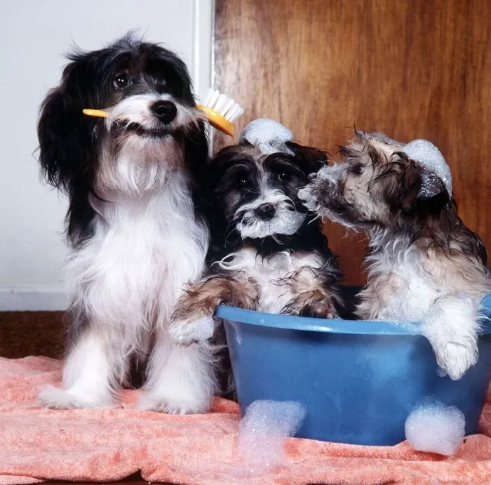 Framed Print : Pippin the Dog - March 1984 prepares two of her pups for TV show Rub a Dub Dub
