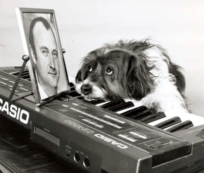Framed Print : Pippin the dog playing the keyboard with a picture of Phil Collins for inspiration Framed Print : Pippin the dog playing the keyboard with a picture of Phil Collins for inspiration