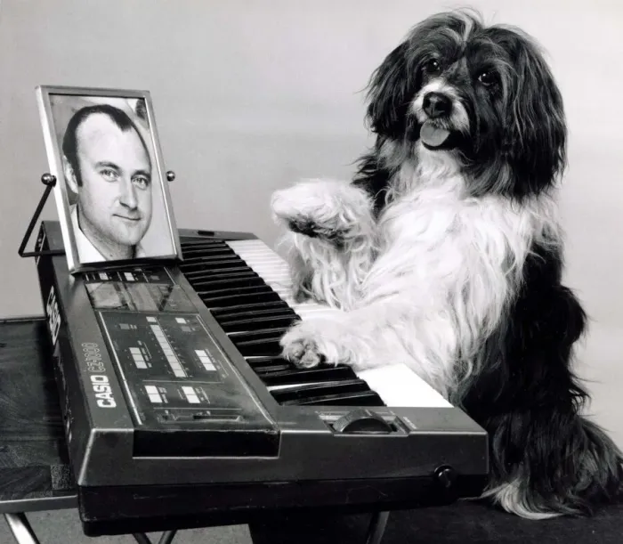 Framed Print : Pippin the dog playing the keyboard with a picture of Phil Collins for inspiration Framed Print : Pippin the dog playing the keyboard with a picture of Phil Collins for inspiration