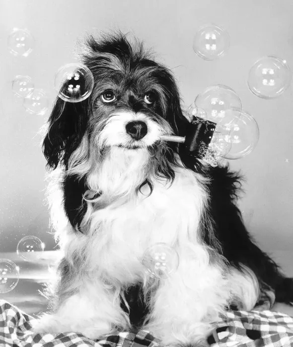 Framed Print : Pippin the famous TV dog has learnt the art of bubble blowing Framed Print : Pippin the famous TV dog has learnt the art of bubble blowing
