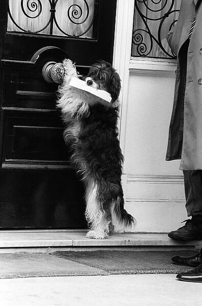 Pippin the mongrel dog delivering a letter at the South Korean Embassy in Kensington