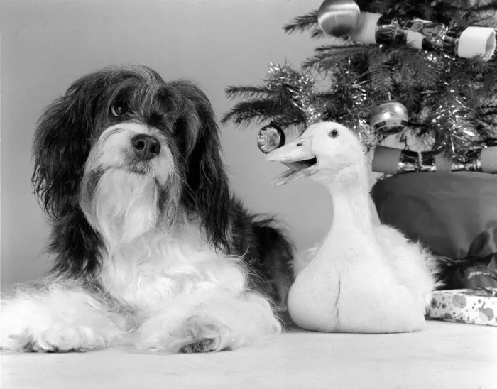 Framed Print : Pippin the mongrel dog and Florence the duck sitting under a Christmas tree Framed Print : Pippin the mongrel dog and Florence the duck sitting under a Christmas tree