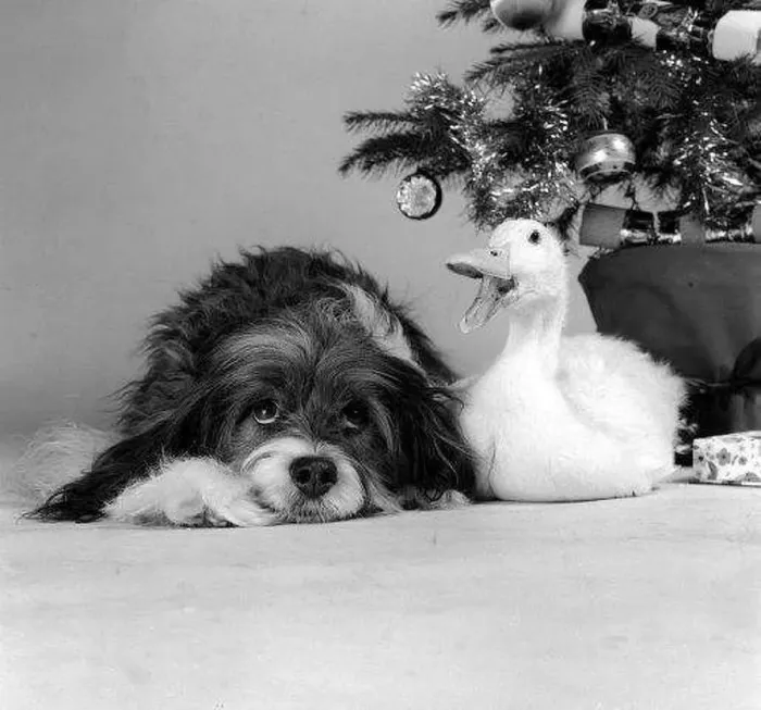 : Pippin the mongrel dog and Florence the duck sitting under a Christmas tree : Pippin the mongrel dog and Florence the duck sitting under a Christmas tree
