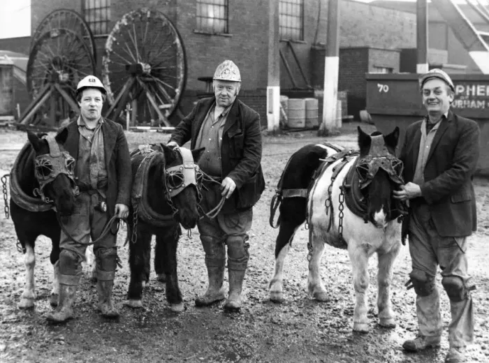 Framed Print : Pit ponies bullet, Darkie and Baldie, with pitmen George Oxley Framed Print : Pit ponies bullet, Darkie and Baldie, with pitmen George Oxley