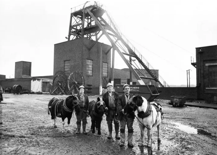 Framed Print : Pit ponies bullet, Darkie and Baldie, with pitmen George Oxley Framed Print : Pit ponies bullet, Darkie and Baldie, with pitmen George Oxley
