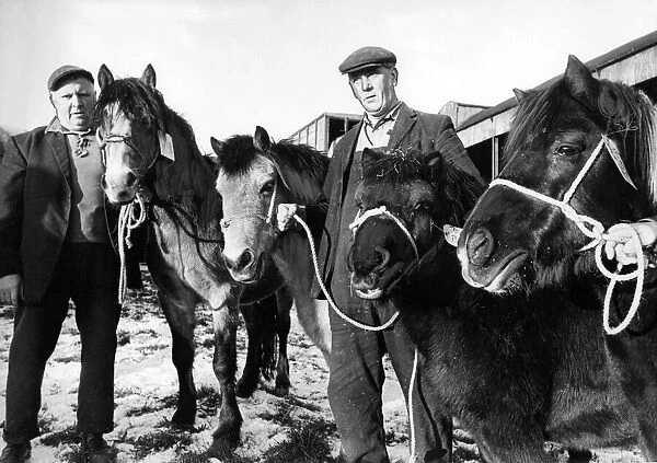 Four of the last pit ponies to work in North East coal mines retired today