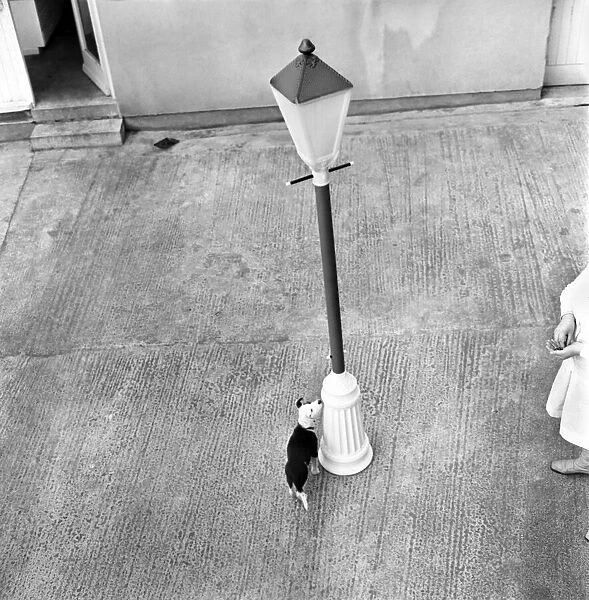 Plastic lamp post for dogs home. January 1970 70-00035