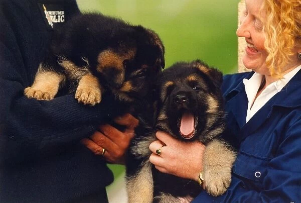 A playful pair of police dog puppies