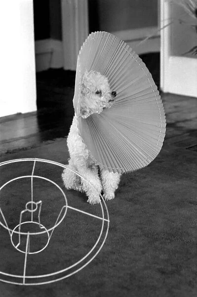 Playful poodle Florin has a new toy, an old pleated plastic lampshade